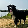 dog, border_collie, black_and_white, pet, animal, standing, panting, tongue, fluffy, long_hair, outdoors, lake, water, shoreline, sand, grass, landscape, blue_sky, sunlight, portrait
