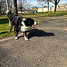 Kurama a rejoint le concours — aidez-le/la à gagner de superbes lots ! border_collie, dog, black_and_white, outdoors, park, playground, sunny, daytime, standing, panting, open_mouth, tongue, fluffy_tail, long_hair, grass, pavement, trees, bench, slide, shadow