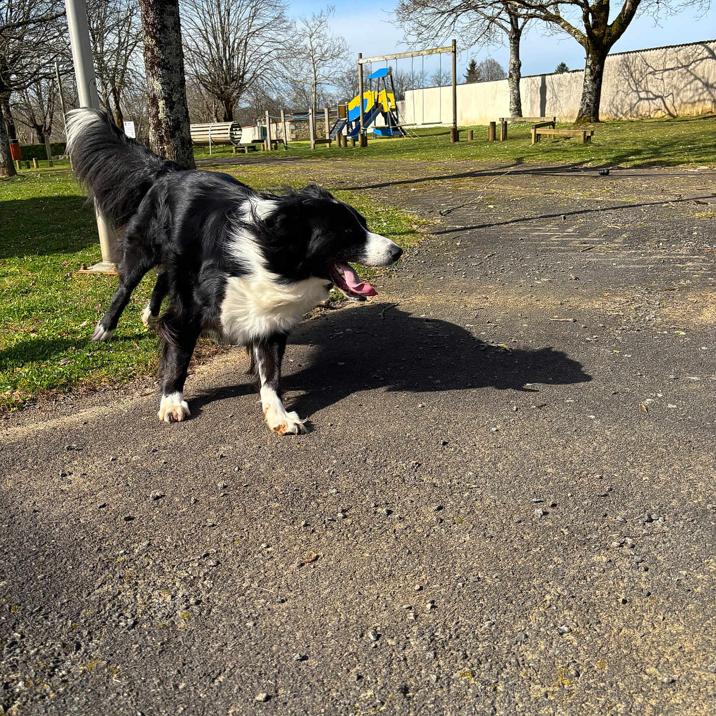 Kurama a rejoint le concours — aidez-le/la à gagner de superbes lots ! border_collie, dog, black_and_white, outdoors, park, playground, sunny, daytime, standing, panting, open_mouth, tongue, fluffy_tail, long_hair, grass, pavement, trees, bench, slide, shadow