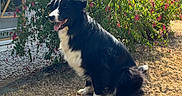 Kurama participe au concours pour gagner de l'argent avec cette photo : dog, border_collie, black_and_white, pet, animal, sitting, outdoor, garden, flowers, fuchsia, plant, house, yard, sunlight, grass, dry_grass, portrait, fluffy, open_mouth, happy