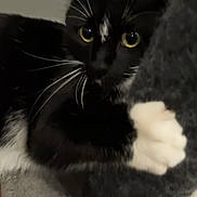Socks joined the competition — help win amazing prizes! cat, black_and_white, yellow_eyes, paws, furry, clinging, indoor, curious, pet, animal, whiskers, soft_texture, cozy, closeup, feline, domestic, playful, claw, carpet, resting