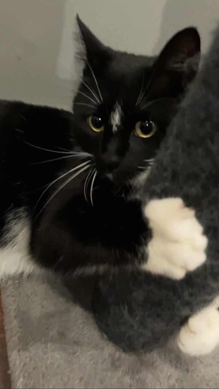 Socks