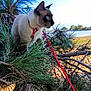Ally participe au concours pour gagner de l'argent avec cette photo : cat, siamese_cat, pine_tree, branch, harness, leash, outdoor, sky, lake, nature, animal, pet, feline, greenery, tree, wildlife, daylight, curious, alert, adventure