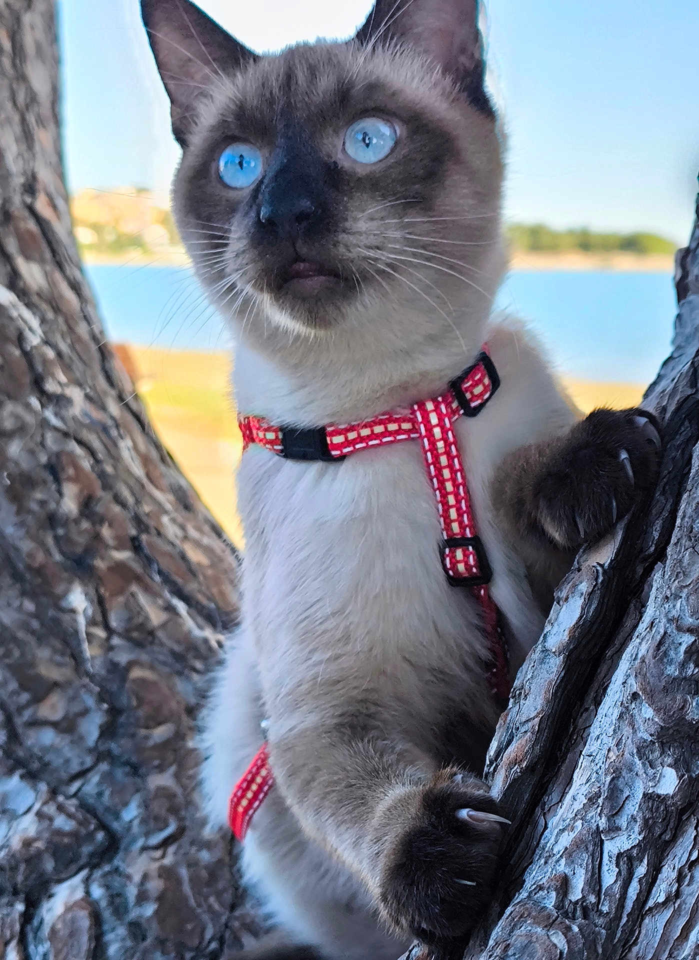 Ally participe au concours pour gagner de l'argent avec cette photo : cat, siamese_cat, blue_eyes, tree, tree_bark, claws, harness, outdoor, nature, animal, pet, mammal, close_up, fur, whiskers, daylight, sky, water, greenery, curious
