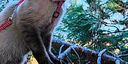 Ally participe au concours pour gagner de l'argent avec cette photo : cat, siamese, animal, pet, outdoor, tree, branches, leaves, harness, red, nature, sky, blue, green, curious, fur, whiskers, claws, closeup, wildlife