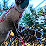 cat, siamese, animal, pet, outdoor, tree, branches, leaves, harness, red, nature, sky, blue, green, curious, fur, whiskers, claws, closeup, wildlife