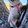 cat, siamese_cat, blue_eyes, tree, climbing, harness, outdoor, nature, close_up, animal, pet, fur, whiskers, paw, bark, daylight, background_blur, curious, adventure, leash