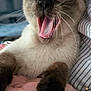 Ally participe au concours pour gagner de l'argent avec cette photo : cat, siamese_cat, pet, animal, mouth_open, yawning, whiskers, fur, paw, human_hand, wristband, striped_shirt, close_up, indoor, cute, expressive, holding, domestic_animal, tongue, blurred_background