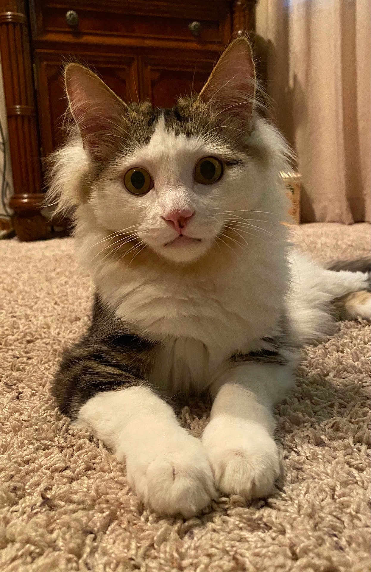 Kubota is registered to the contest to win money with this photo: cat, fluffy, carpet, indoor, pet, animal, feline, whiskers, ears, paws, relaxed, curious, closeup, domestic, fur, mammal, home, cute, portrait, resting