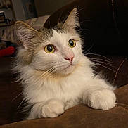 Kubota is registered to the contest to win money with this photo: cat, fluffy, white, gray, yellow_eyes, paws, curious, pet, indoor, closeup, feline, whiskers, soft, cute, animal, mammal, portrait, cozy, domestic, resting