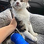 kitten, cat, blue_cast, injury, pet_bed, hand, car_interior, dashboard, fur, whiskers, animal, cute, young, domestic_cat, resting, comfort, soft_texture, closeup, indoor, concerned_expression