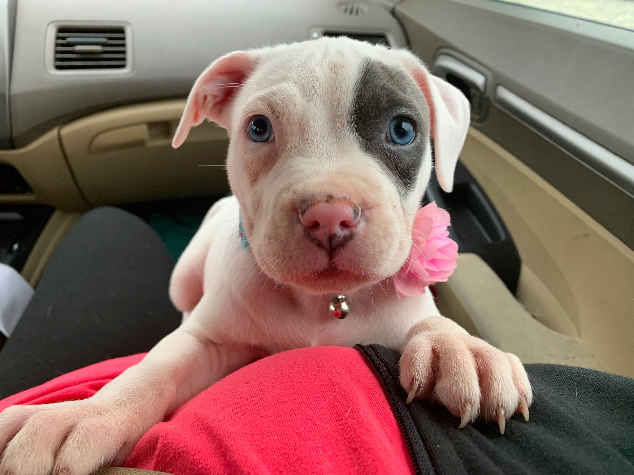 Sativa is registered to the contest to win money with this photo: canidae, car_seat, carnivore, comfort, companion_dog, dog, dog_breed, dogo_argentino, dogo_guatemalteco, fawn, non_sporting_group, pink, skin, snout, vehicle_door, whiskers, working_animal, working_dog