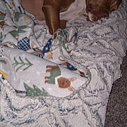 Marcy joined the competition — help win amazing prizes! dog, sleeping, blanket, brown_dog, cozy, indoor, carpet, patterned_blanket, resting, pet, fur, animal, comfort, relaxation, collar, cute, snuggling, home, quiet, soft