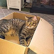 Junior Mint is registered to the contest to win money with this photo: cat, tabby, cardboard_box, indoor, carpet, plant, cabinet, furniture, yellow_eyes, relaxed, pet, animal, curious, box, home, reflection, phone, person, cozy, resting