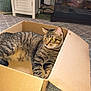 cat, tabby, cardboard_box, indoor, carpet, plant, cabinet, furniture, yellow_eyes, relaxed, pet, animal, curious, box, home, reflection, phone, person, cozy, resting