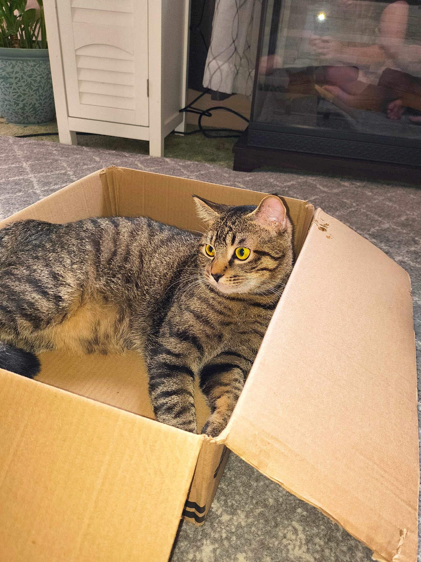 Junior Mint is registered to the contest to win money with this photo: cat, tabby, cardboard_box, indoor, carpet, plant, cabinet, furniture, yellow_eyes, relaxed, pet, animal, curious, box, home, reflection, phone, person, cozy, resting