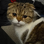 Darla Do joined the competition — help win amazing prizes! cat, scottish_fold, pet, animal, fur, whiskers, ears, eyes, close_up, indoor, curious, mammal, cute, face, portrait, tabby, white, brown, feline, domestic_cat