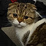 cat, scottish_fold, pet, animal, fur, whiskers, ears, eyes, close_up, indoor, curious, mammal, cute, face, portrait, tabby, white, brown, feline, domestic_cat