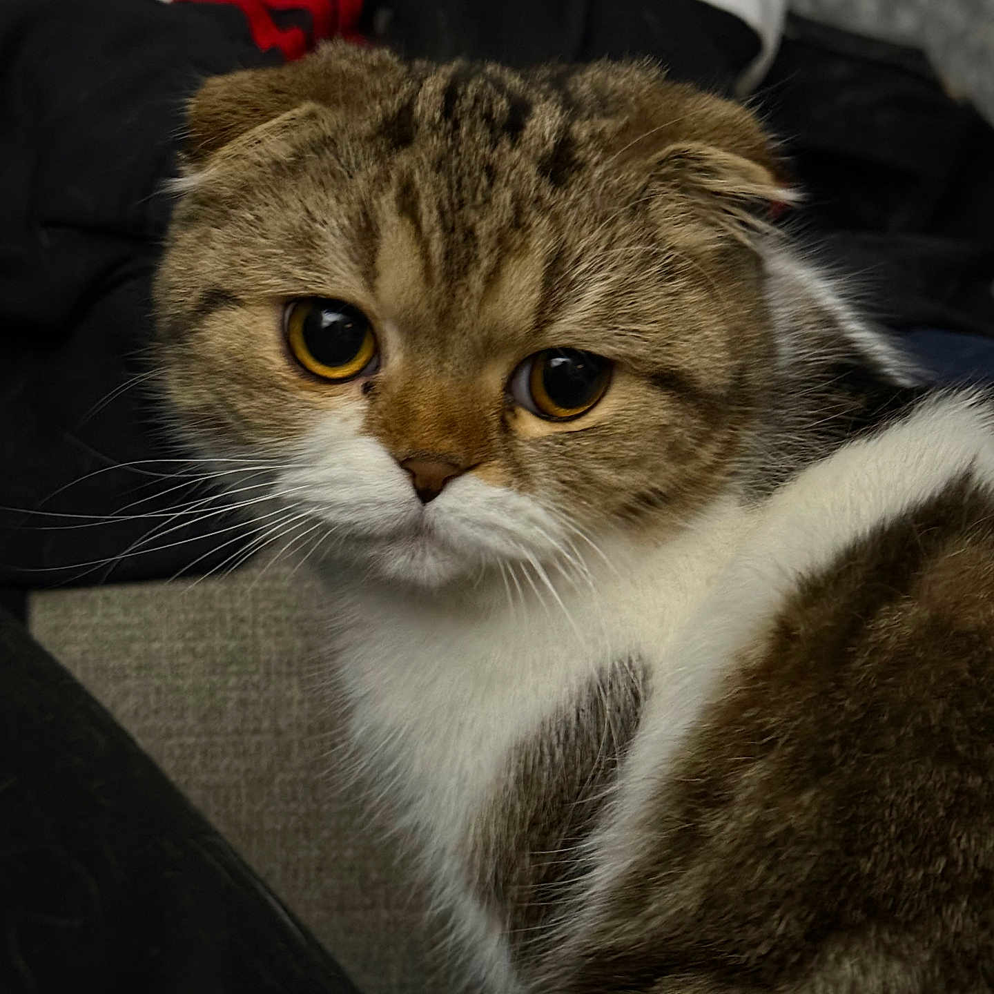 Darla Do joined the competition — help win amazing prizes! animal, brown, cat, close_up, curious, cute, domestic_cat, ears, eyes, face, feline, fur, indoor, mammal, pet, portrait, scottish_fold, tabby, whiskers, white