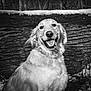 dog, golden_retriever, animal, pet, smiling, black_and_white, outdoor, snow, log, nature, fur, canine, portrait, happy, winter, face, mammal, friendly, closeup, animal_portrait