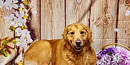 Olive is registered to the contest to win money with this photo: dog, golden_retriever, flower, basket, wooden_floor, floral_backdrop, pet, animal, smiling, brown, fur, laying_down, indoor, decor, nature, portrait, cute, domestic_animal, relaxed, friendly