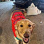 Olive joined the competition — help win amazing prizes! dog, golden_retriever, pet, indoor, carpet, living_room, sweater, red_sweater, smiling, canine, furniture, pillow, basket, recliner, toy, happy, tail, ears, mouth_open, holiday