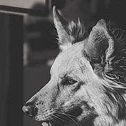 Rocco joined the competition — help win amazing prizes! dog, profile, black_and_white, animal, ears, snout, fur, portrait, side_view, close_up, outdoor, shadow, sign, focused, alert, canine, whiskers, nostrils, expression, monochrome