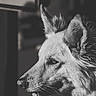 dog, profile, black_and_white, animal, ears, snout, fur, portrait, side_view, close_up, outdoor, shadow, sign, focused, alert, canine, whiskers, nostrils, expression, monochrome