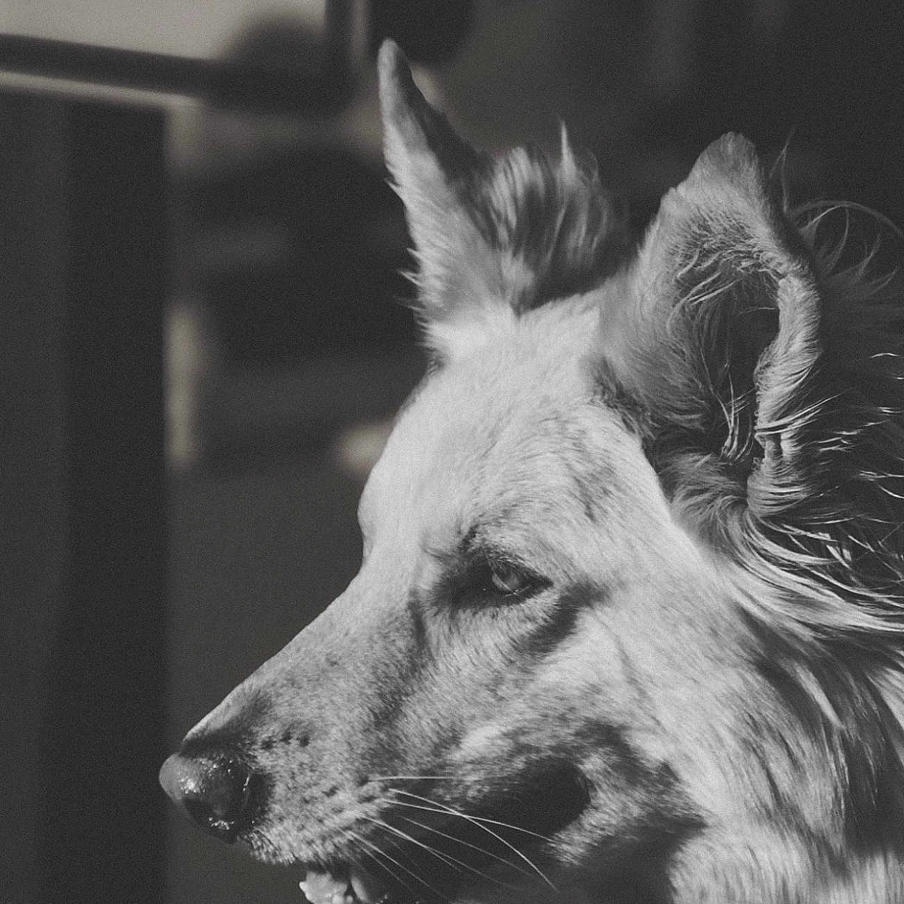 Rocco
