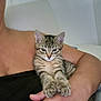 Shelby participe au concours pour gagner de l'argent avec cette photo : cat, kitten, tabby, stripes, paws, whiskers, ears, eyes, paw_pad, human_arm, shoulder, holding, cuddling, indoor, bedroom, pillow, closeup, portrait, pet, domestic_animal