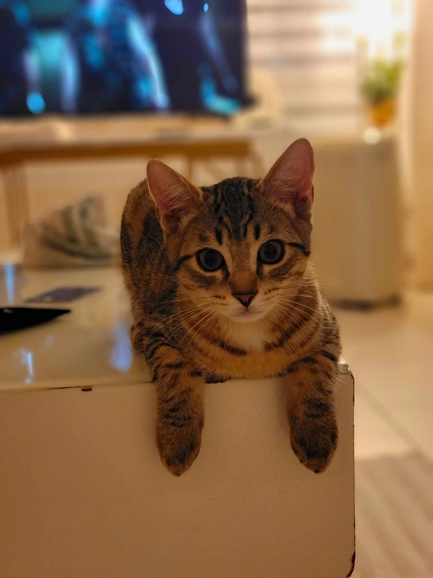 Shelby participe au concours pour gagner de l'argent avec cette photo : cat, tabby, kitten, pet, indoor, living_room, table_edge, paws, whiskers, ears, big_eyes, curious, closeup, portrait, bokeh, furniture, domestic, cute, relaxed, brown_stripes