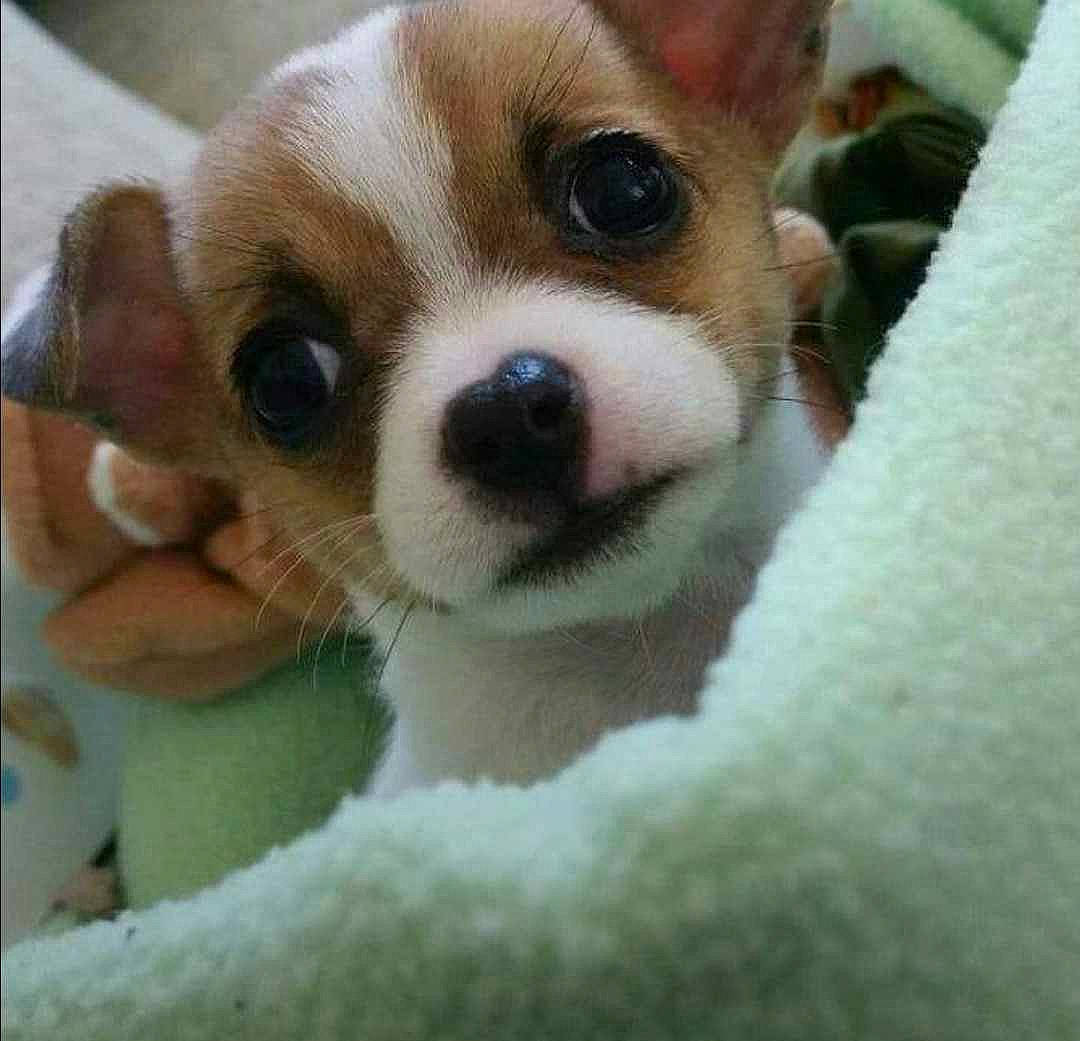 Annie joined the competition — help win amazing prizes! canidae, carnivore, chihuahua, close_up, companion_dog, corgi_chihuahua, dog, dog_breed, ear, fawn, fur, non_sporting_group, puppy_love, snout, sporting_group, terrestrial_animal, toy_dog, whiskers, working_animal