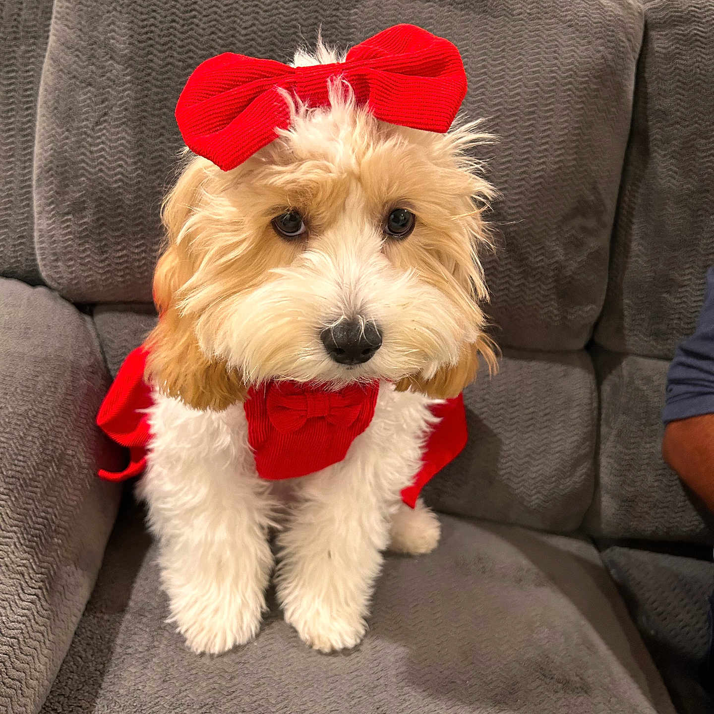 Miel is registered to the contest to win money with this photo: animal, architecture, building, canine, chair, couch, cushion, dog, furniture, homedecor, indoors, interiordesign, livingroom, person, pet, poodle, puppy, room, terrier, whitedog