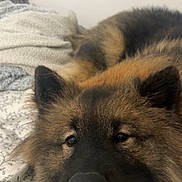 Urban a rejoint le concours — aidez-le/la à gagner de superbes lots ! dog, shepherd, fluffy, long_hair, black_and_brown, close_up, portrait, face, eyes, nose, ears, lying_down, bed, blanket, bedding, bedroom, indoors, cozy, relaxed, pet