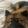 dog, shepherd, fluffy, long_hair, black_and_brown, close_up, portrait, face, eyes, nose, ears, lying_down, bed, blanket, bedding, bedroom, indoors, cozy, relaxed, pet