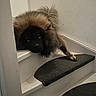 dog, puppy, fluffy, black_face, brown_fur, pet, animal, stairs, staircase, indoor, home, resting, lying_down, paw, long_hair, portrait, cute, funny, dark_fur, stair_runner