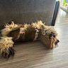 Urban a rejoint le concours — aidez-le/la à gagner de superbes lots ! dog, pet, shaggy, long_hair, fluffy, brown, lying_down, upside_down, sleeping, relaxed, indoor, living_room, floor, wood_floor, couch, sunlight, window, furry, animal, portrait