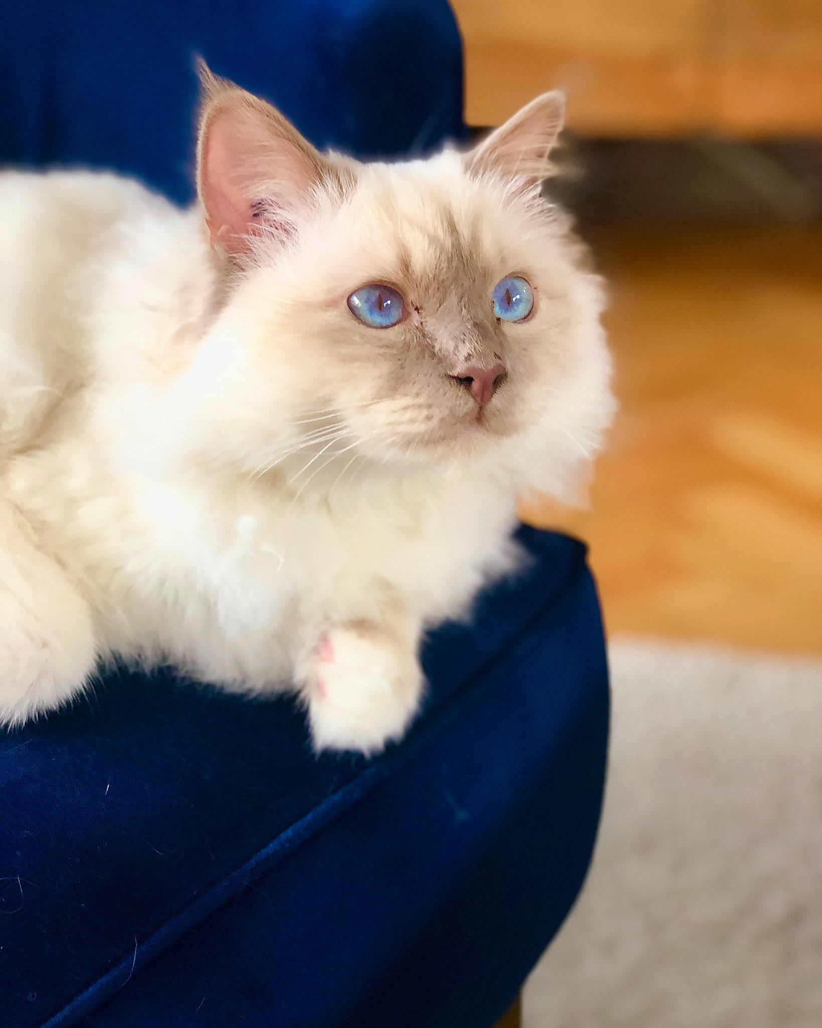 Coco participe au concours pour gagner de l'argent avec cette photo : birman, carnivore, cat, claw, electric_blue, eye, fawn, felidae, fur, hardwood, iris, paw, ragdoll, sitting, small_to_medium_sized_cats, snout, tail, terrestrial_animal, whiskers, wood