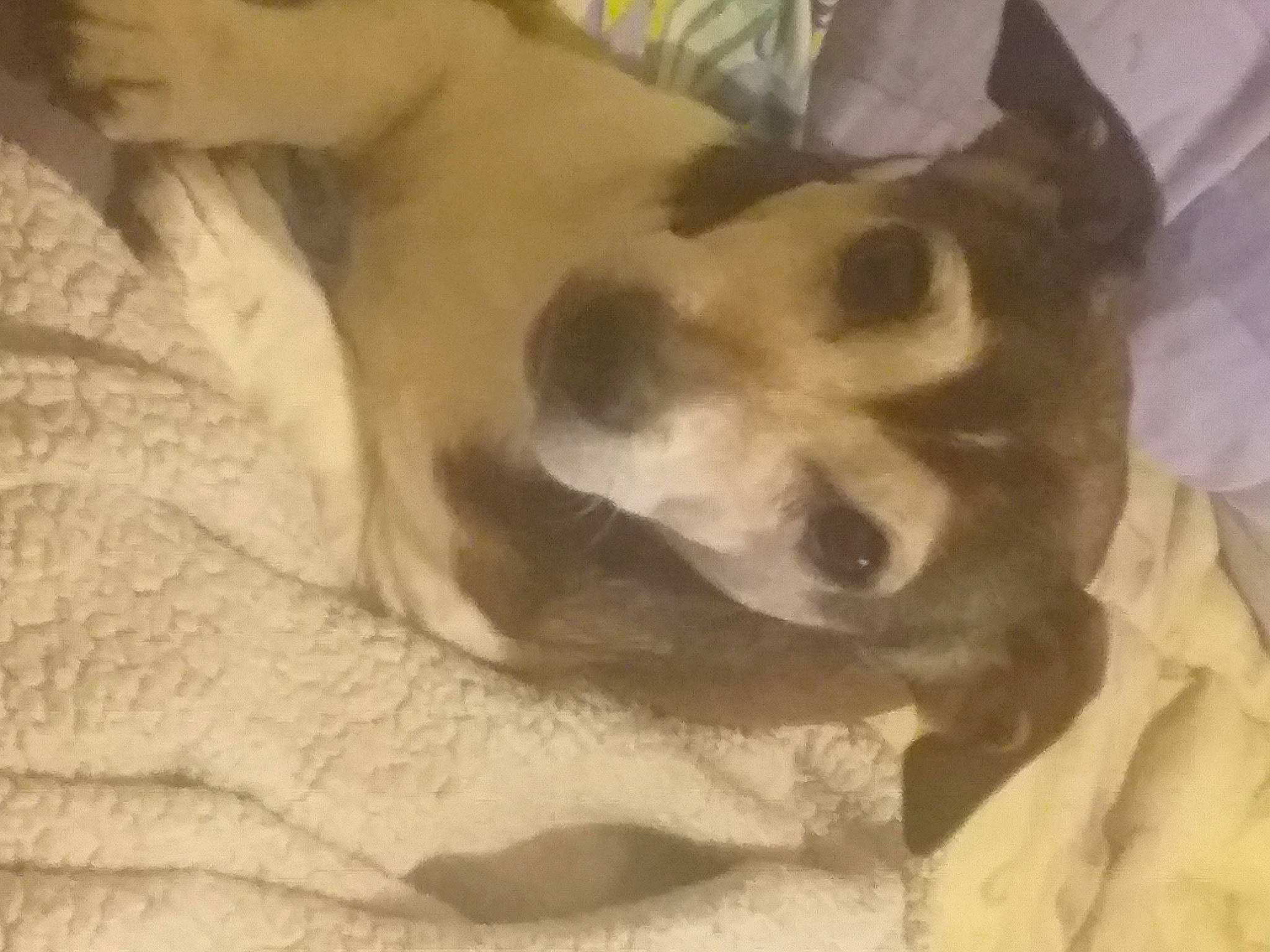 Tchavo a rejoint le concours — aidez-le/la à gagner de superbes lots ! canidae, carnivore, comfort, companion_dog, dog, dog_breed, ear, fawn, felidae, fur, jaw, nap, non_sporting_group, paw, small_to_medium_sized_cats, snout, sporting_group, terrestrial_animal, whiskers, working_animal