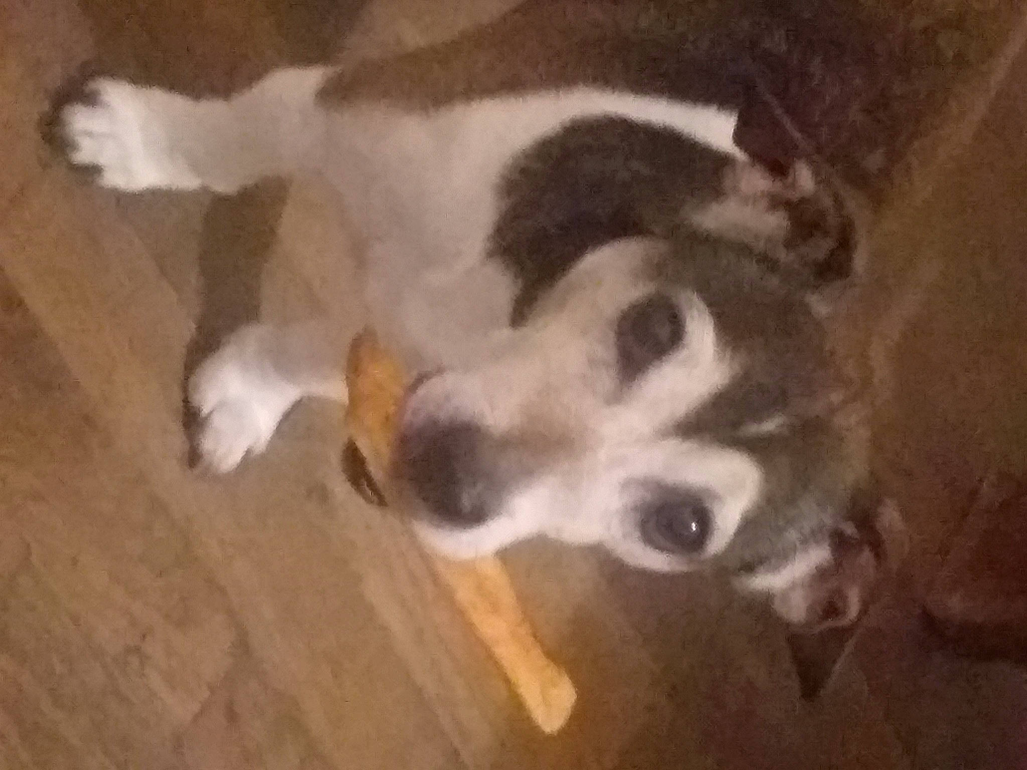 Tchavo participe au concours pour gagner de l'argent avec cette photo : canidae, carnivore, companion_dog, dog, dog_breed, flooring, fur, hardwood, hound, non_sporting_group, paw, sporting_group, tail, terrestrial_animal, varnish, wood, wood_flooring, wood_stain, working_animal, working_dog