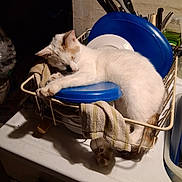 Punkie joined the competition — help win amazing prizes! cat, sleeping, dish_rack, plates, kitchen_utensils, towel, countertop, white_cat, orange_spot, domestic, indoor, resting, household, spatula, fork, knife, plastic_plate, cleaning, cozy, pet