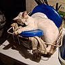 cat, sleeping, dish_rack, plates, kitchen_utensils, towel, countertop, white_cat, orange_spot, domestic, indoor, resting, household, spatula, fork, knife, plastic_plate, cleaning, cozy, pet