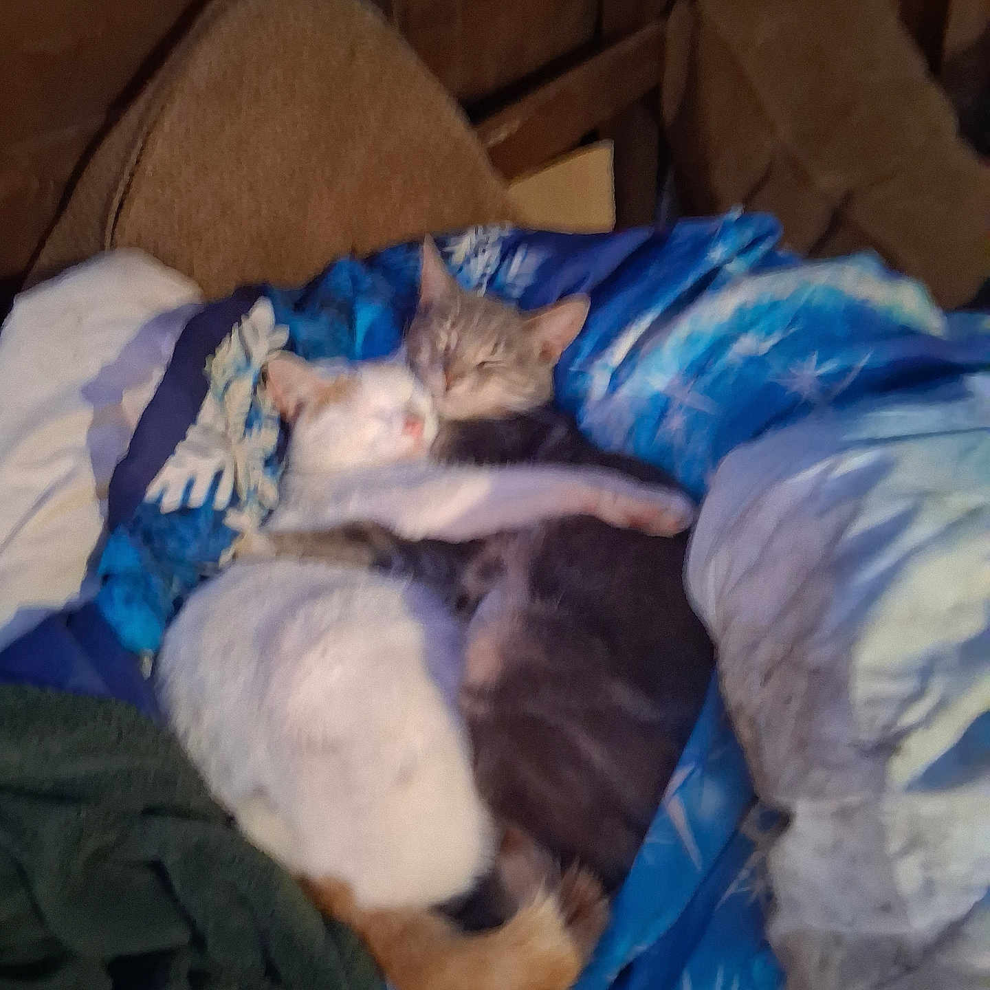 Snobal Andtygie Wyge is registered to the contest to win money with this photo: cat, cats, bed, blanket, cuddle, sleeping, cozy, feline, fur, animal, pet, indoor, resting, snuggle, blue, orange, white, tabby, comfort, warm