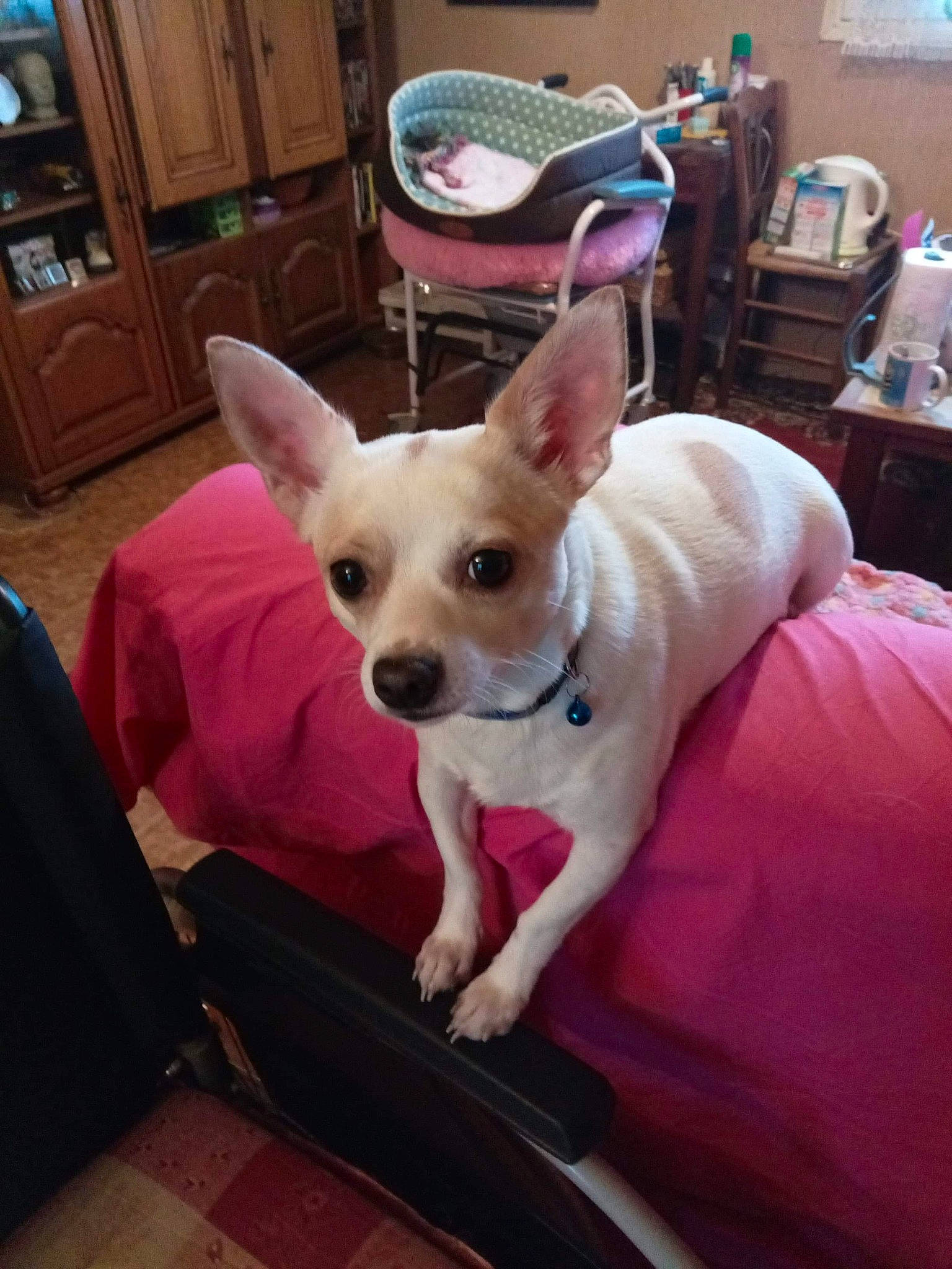 Pénélope