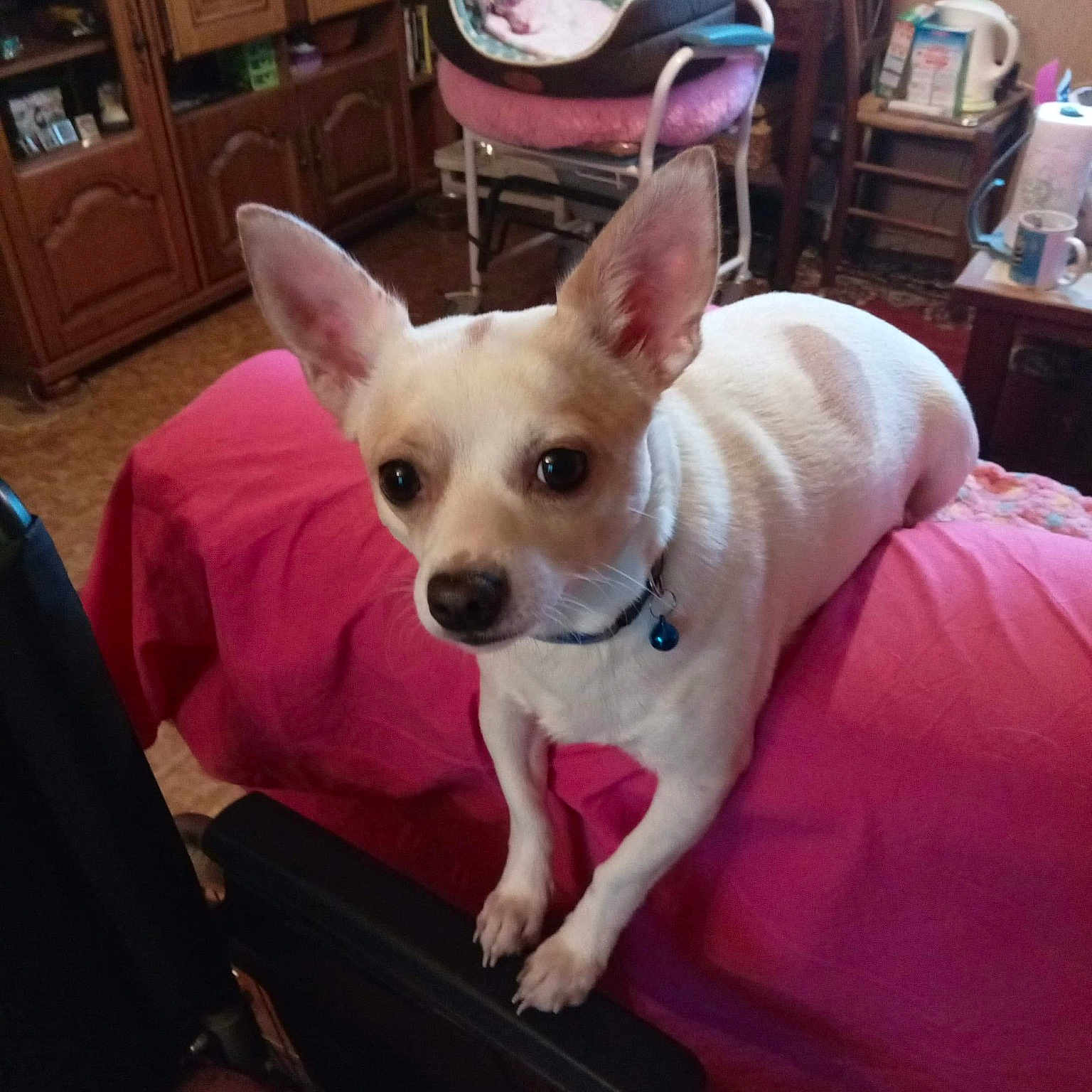 Pénélope