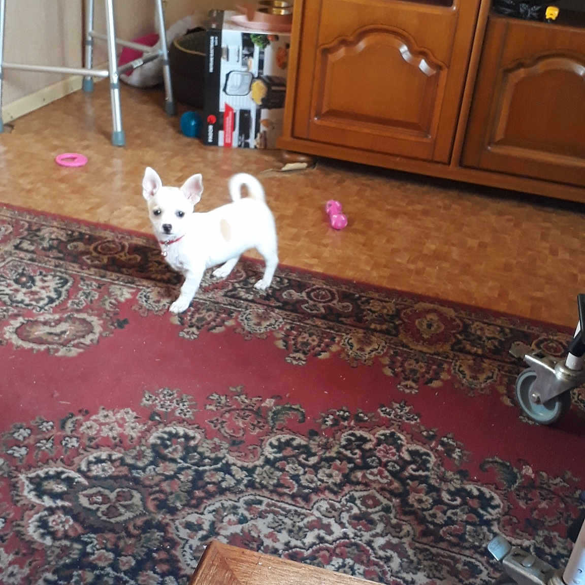 Pénélope