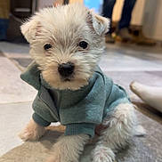 Apollon participe au concours pour gagner de l'argent avec cette photo : puppy, dog, white, fluffy, sweater, clothing, indoor, tile_floor, cute, pet, small_dog, young, animal, fur, eyes, face, paws, sitting, curious, background