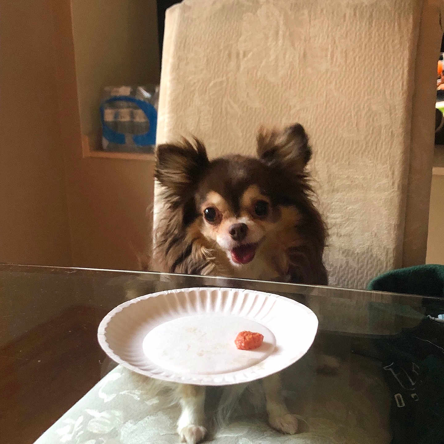 Goatie Girl joined the competition — help win amazing prizes! animal, chair, chihuahua, cushion, cute, dog, domestic_animal, ears, face, food, fur, glass_table, happy, indoor, paper_plate, pet, small_dog, smiling, table, waiting
