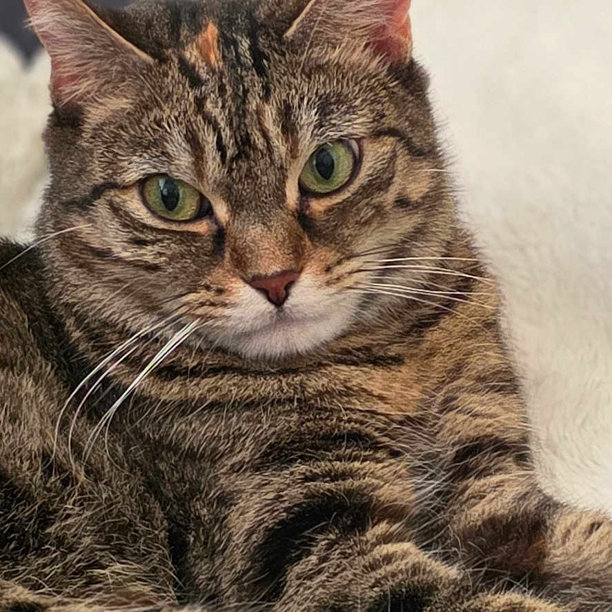 Kaya