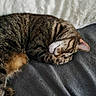 cat, tabby_cat, sleeping, curled_up, pet, feline, cozy, indoor, blanket, pillow, resting, fur, whiskers, paw, tail, domestic_animal, cute, animal, relaxation, bed